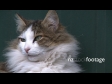 Cat Face 734